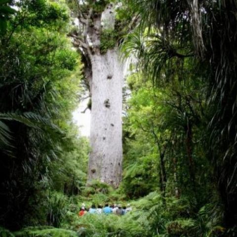 Footprints Waipoua