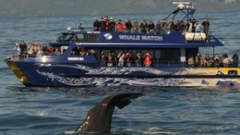 Whale Watch Kaikōura