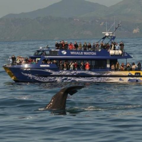 Whale Watch Kaikōura