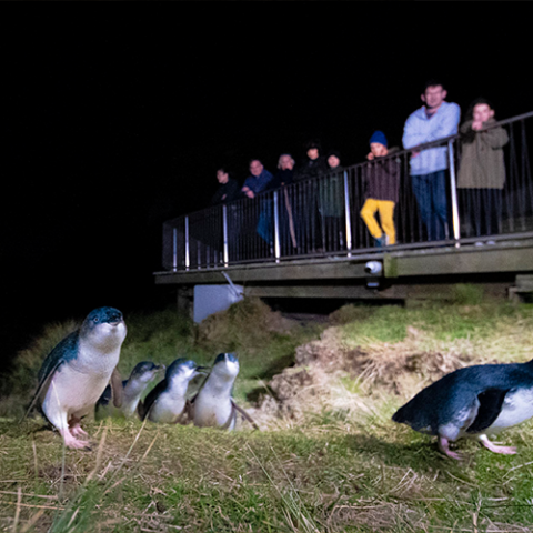 Blue Penguins Pukekura