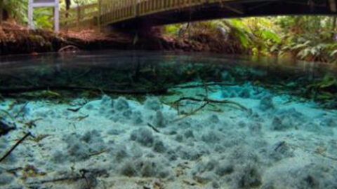 Hamurana Springs Nature Reserve