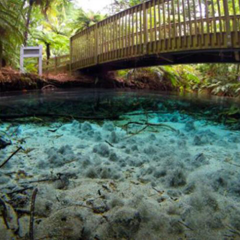 Hamurana Springs Nature Reserve