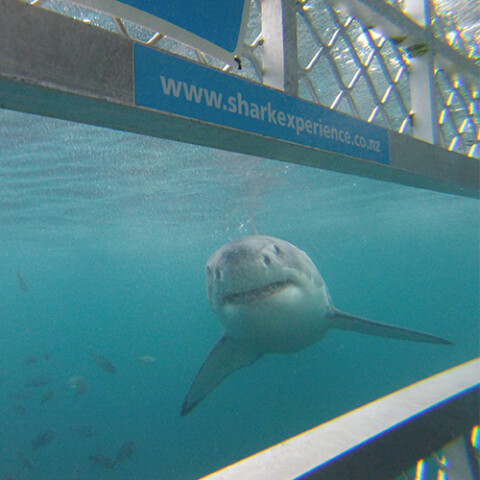 Shark Experience